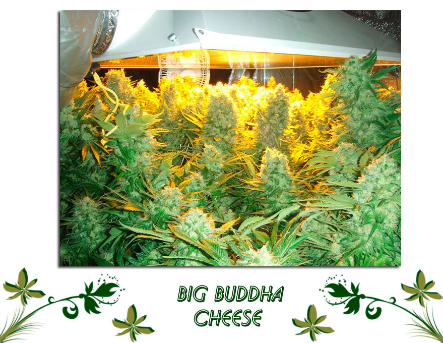 BIG BUDDHA CHEESE сорт