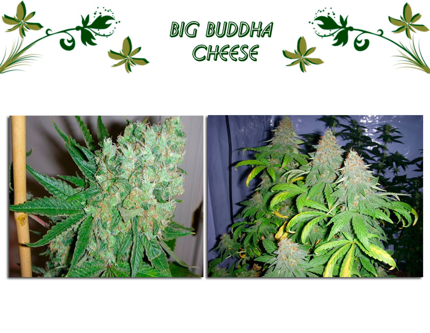BIG BUDDHA CHEESE