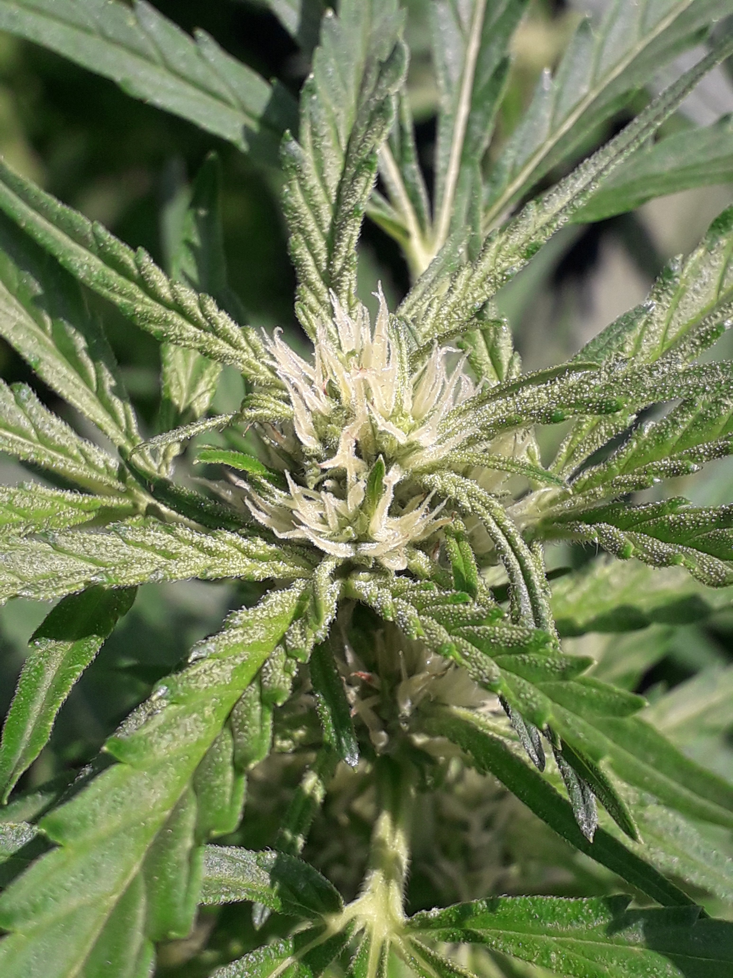 Big﻿ Nugs FAST ﻿Feminised Seeds(﻿Seedsman﻿).﻿﻿