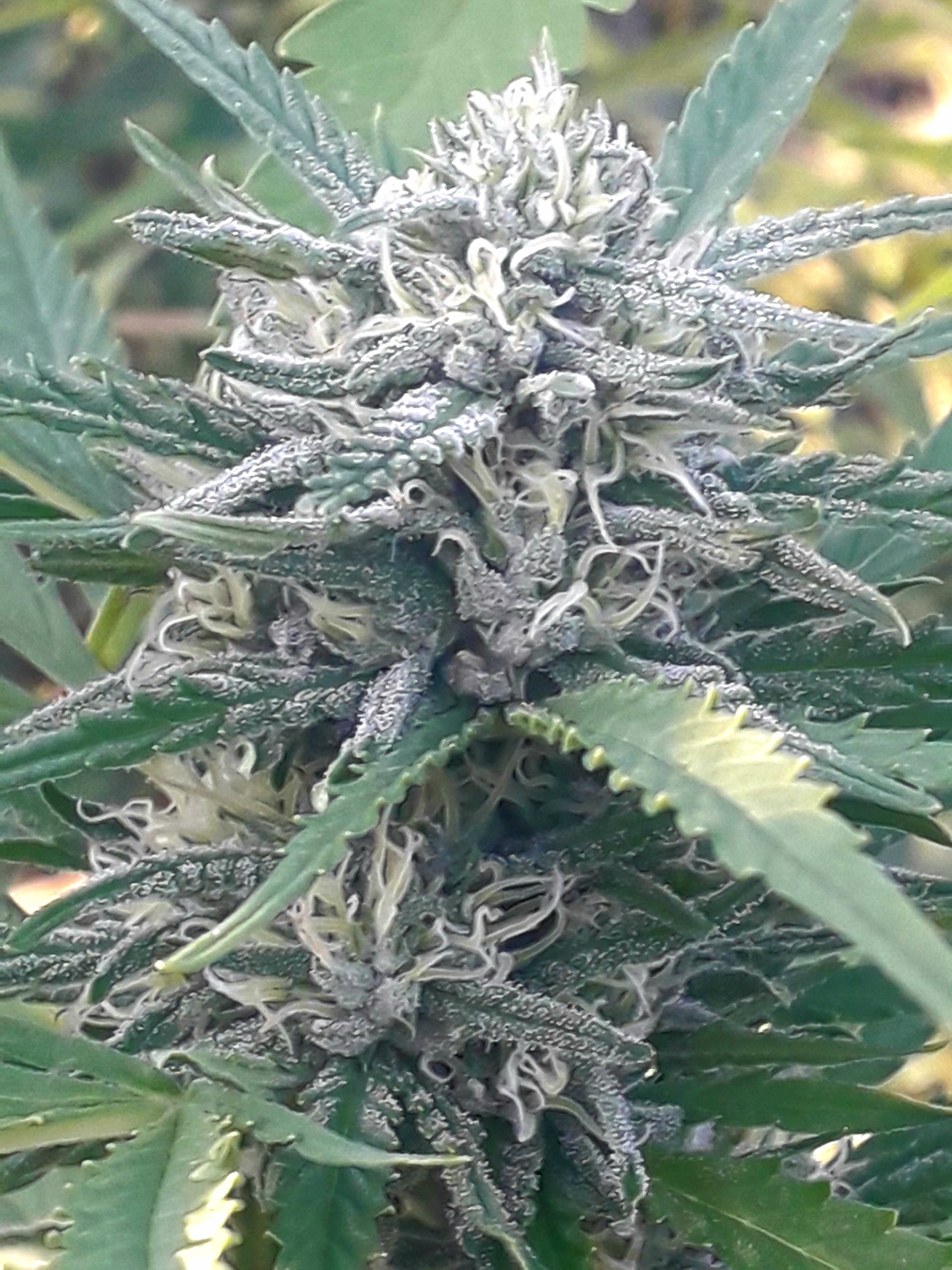 Big Nugs FAST Feminised Seeds Seedsman.