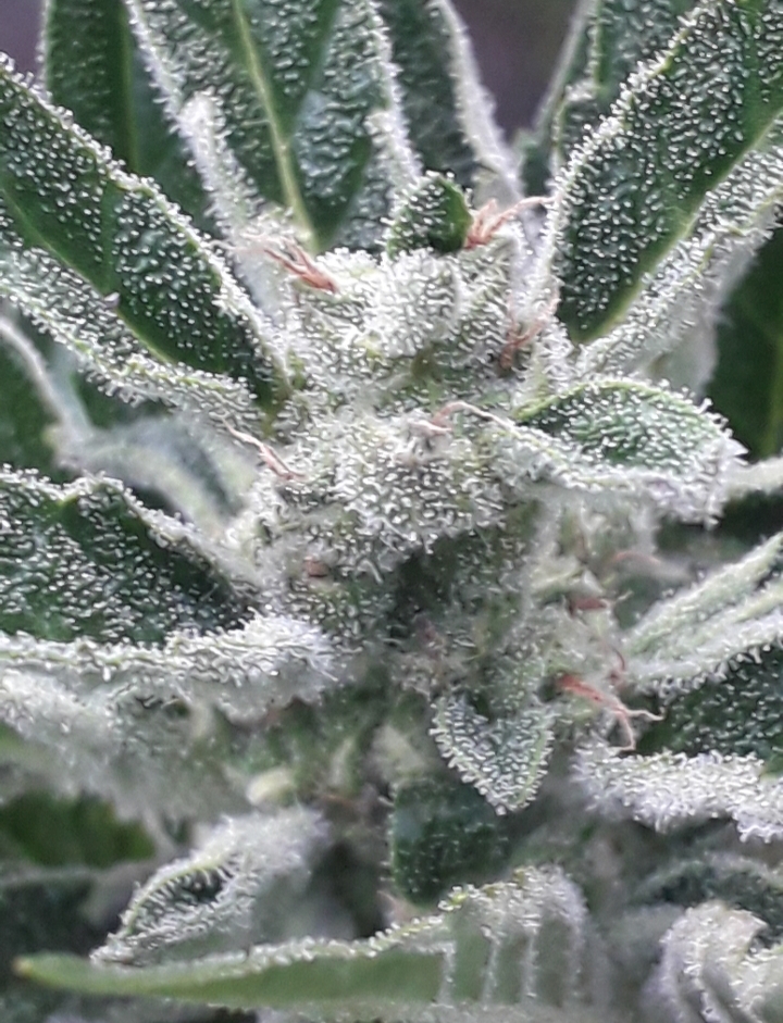 Big Nugs FAST от Seedsman.