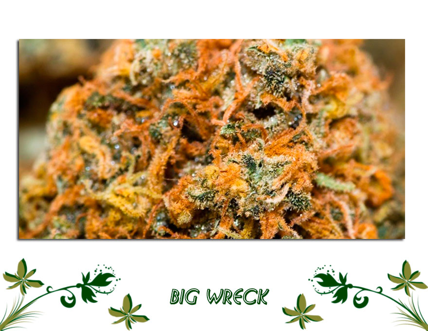 Big Wreck сорт
