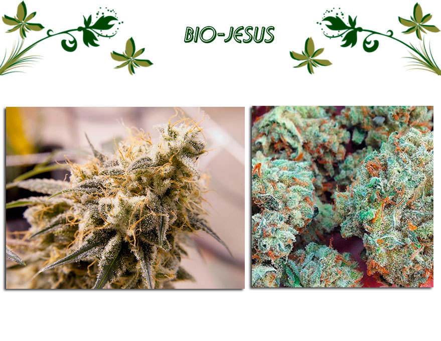 Bio Jesus