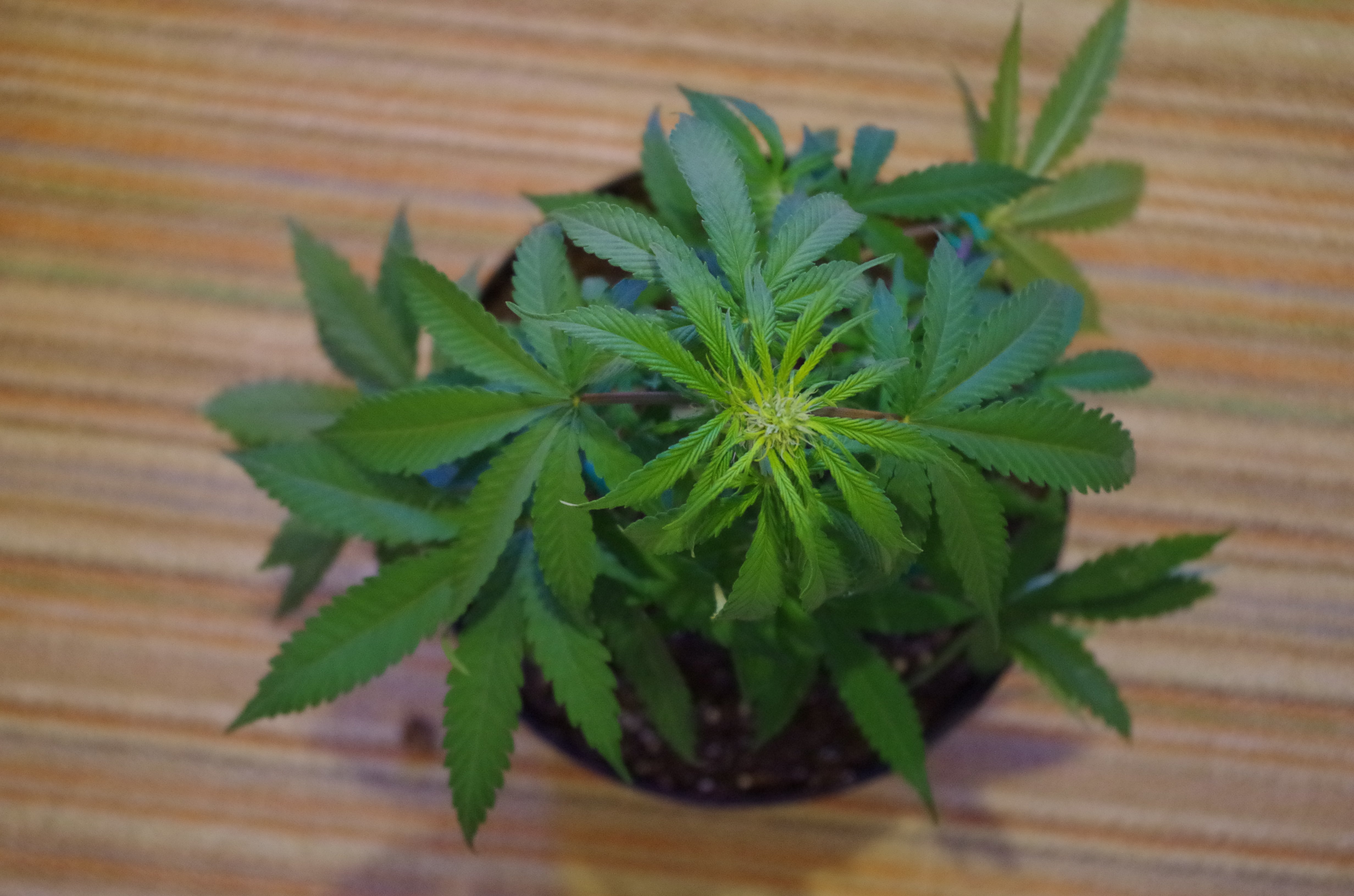 bl01