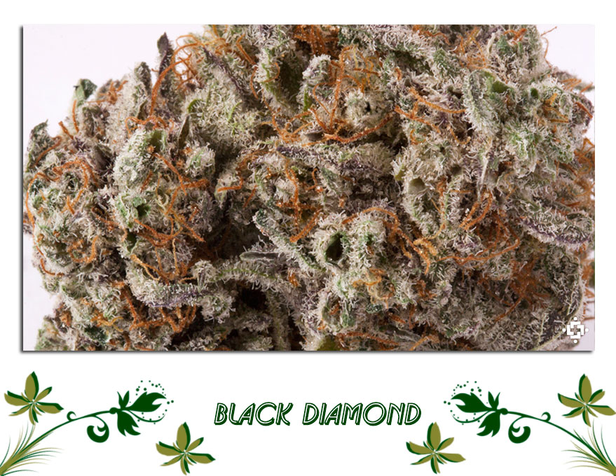 Black Diamond сорт
