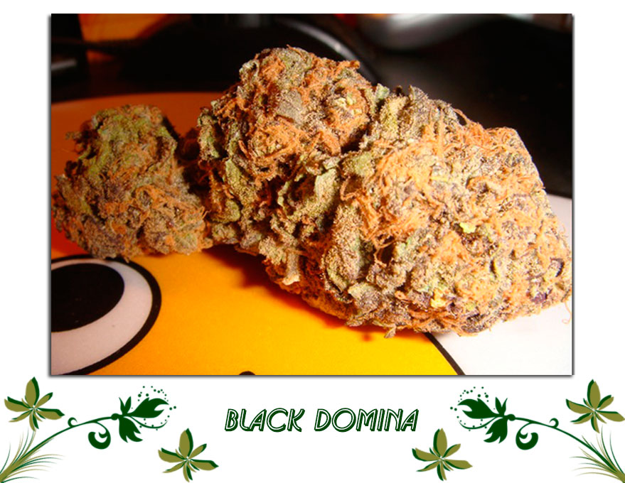 Black Domina сорт