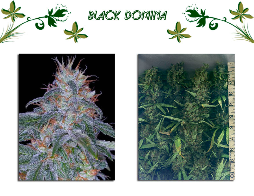 Black Domina