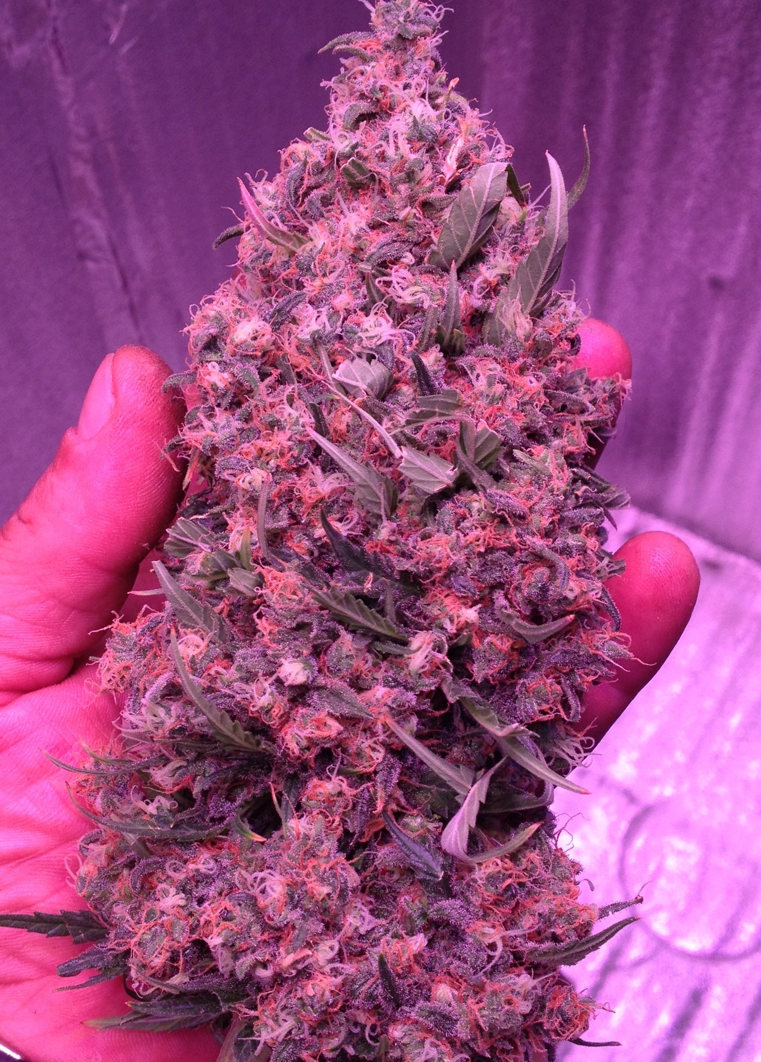 Black Domina