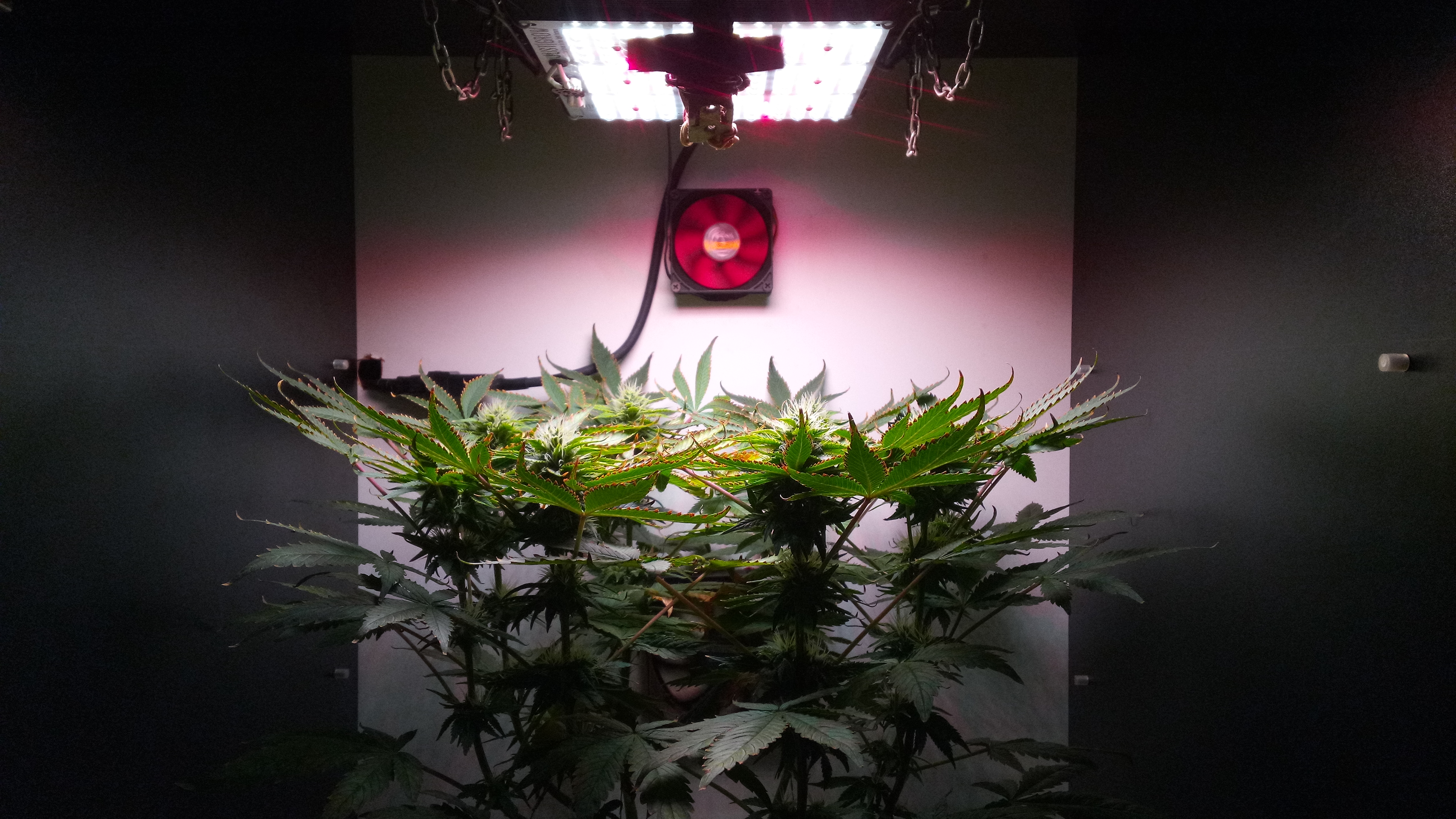 Black Jack 58d - 30d 12\12