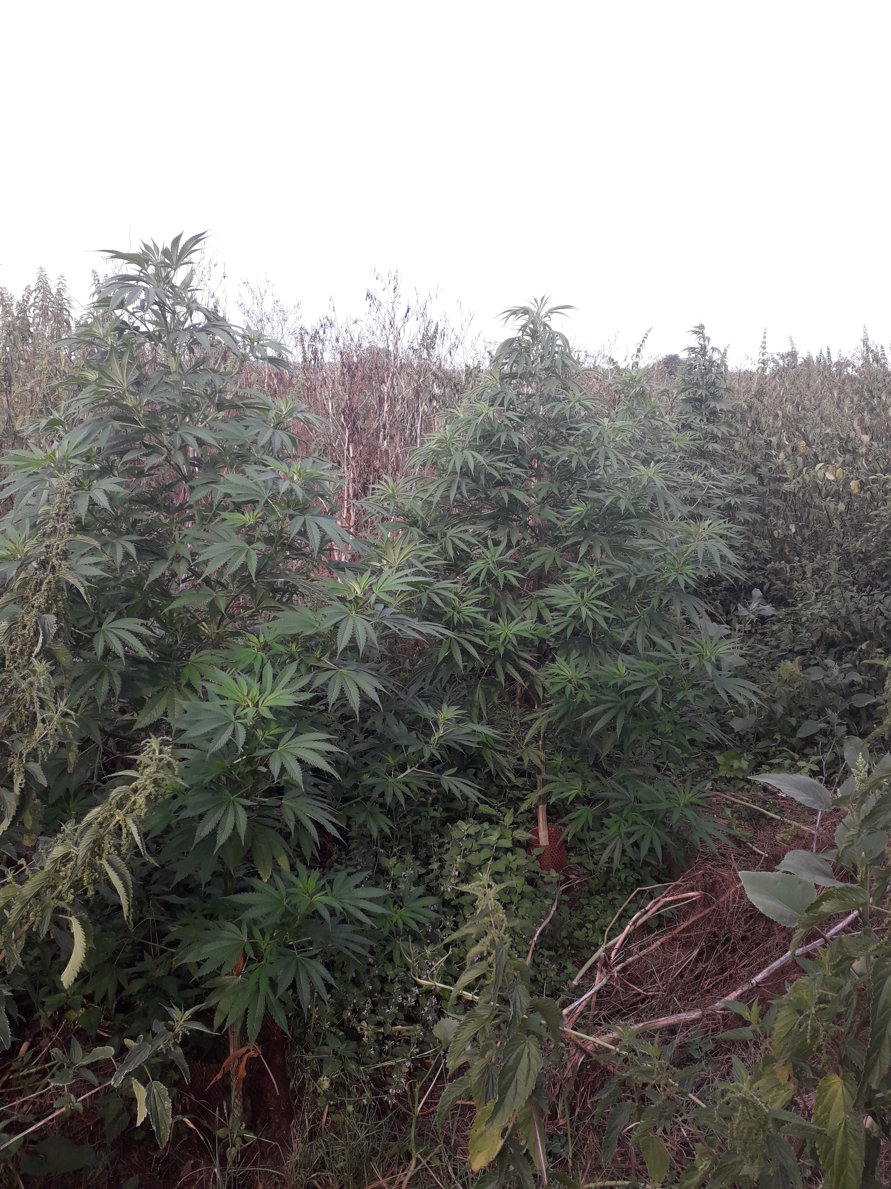 Black Jack, S.A.D, Green Poison 2019