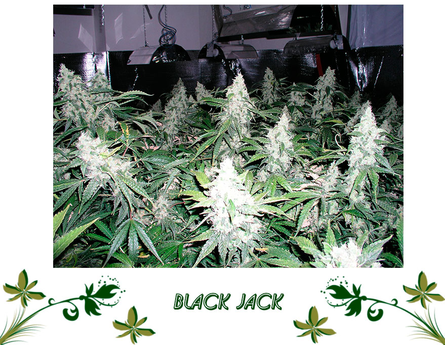 Black Jack сорт