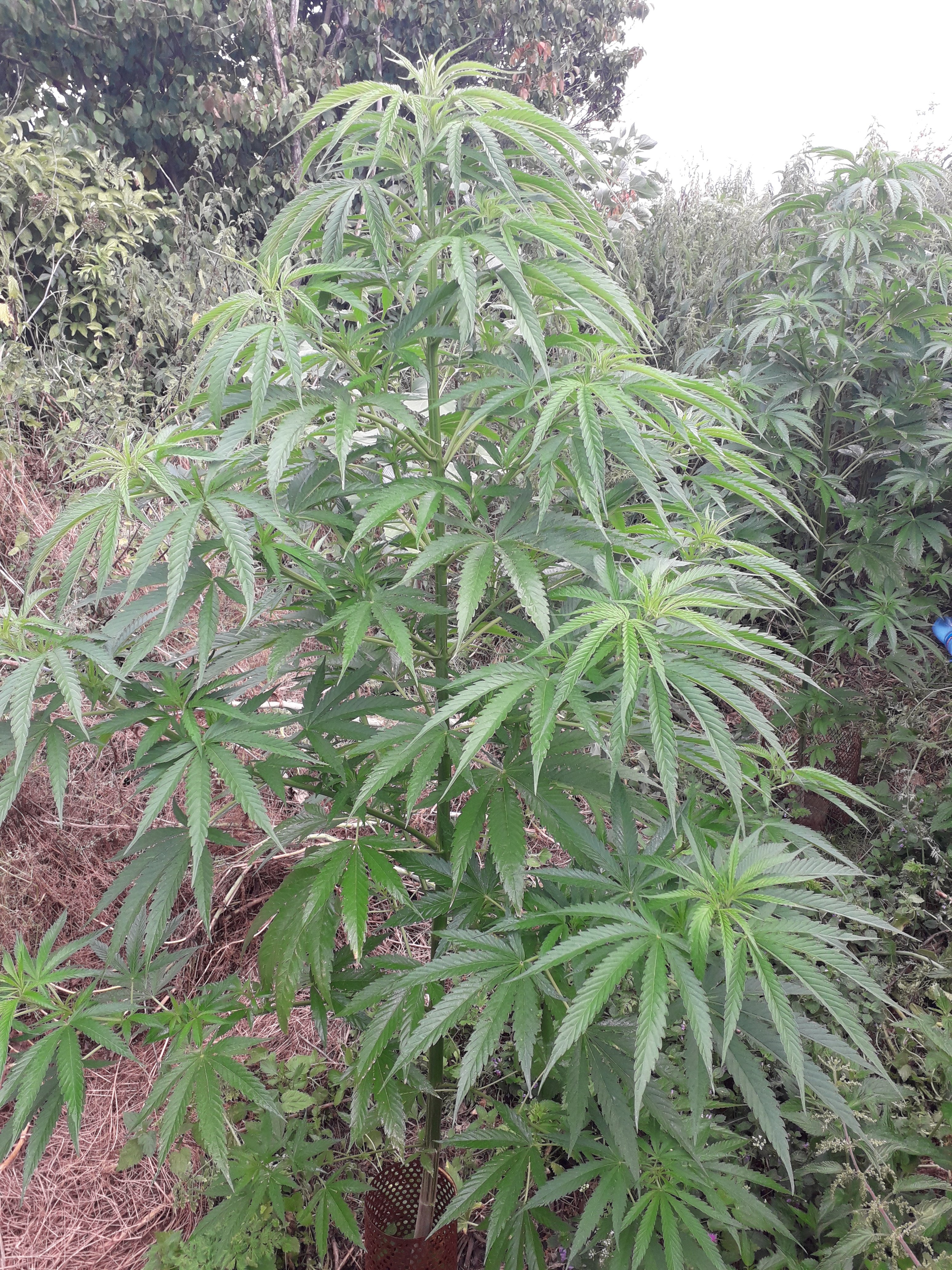 Black Jack sweet seeds F1 FV