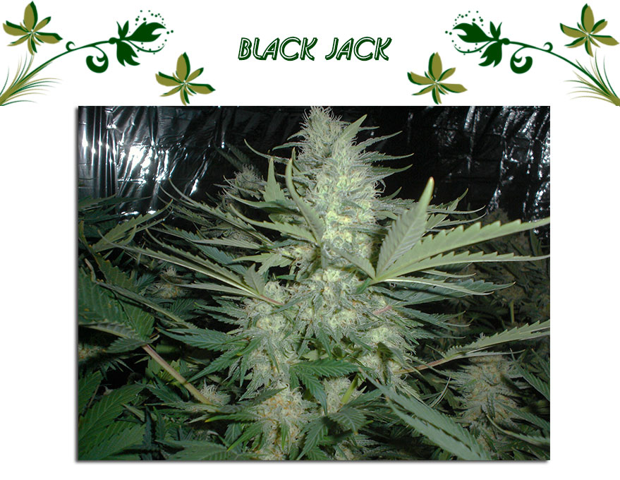 Black Jack
