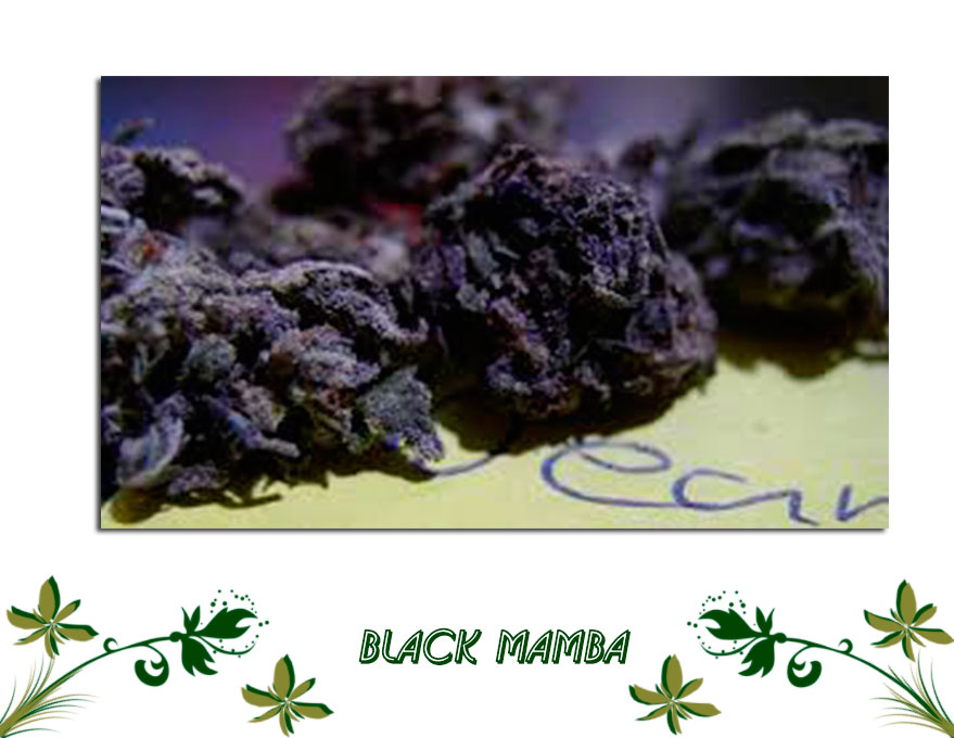 Black Mamba сорт