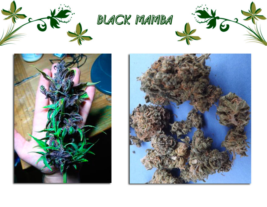 Black Mamba