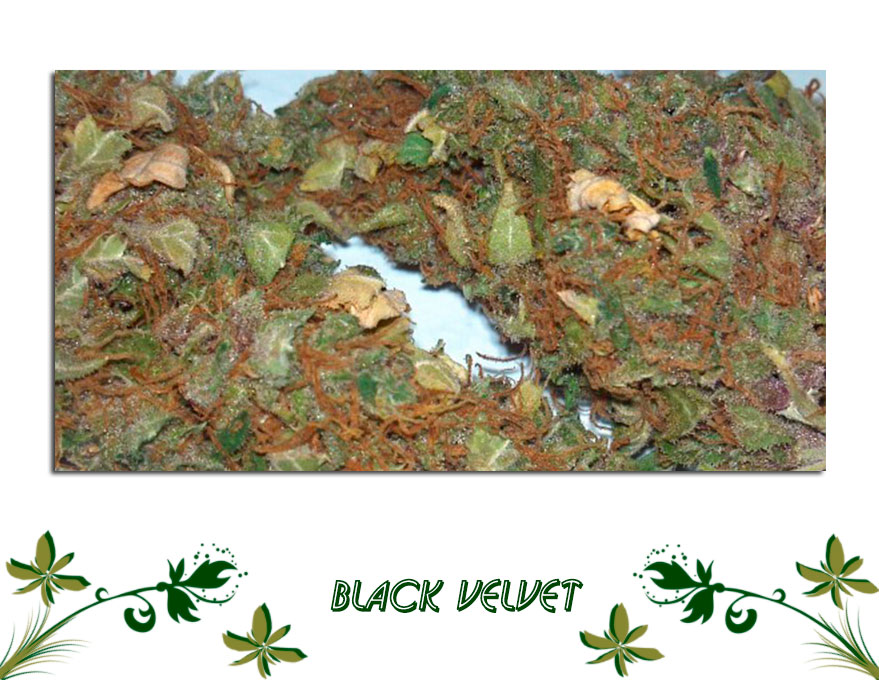 Black Velvet сорт