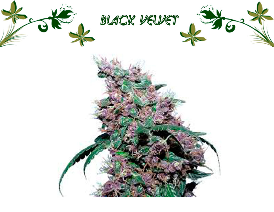 Black Velvet