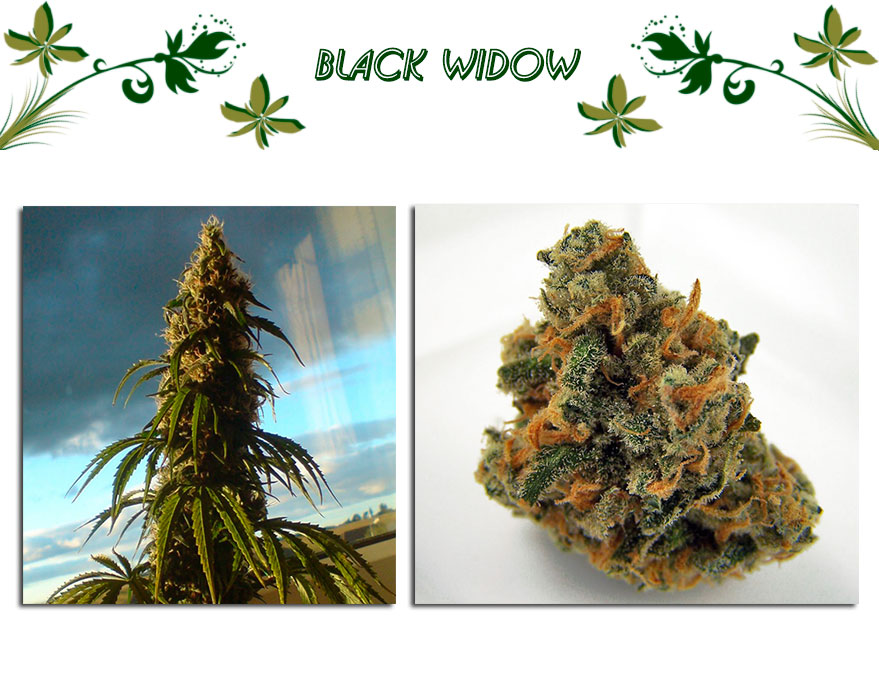 Black Widow