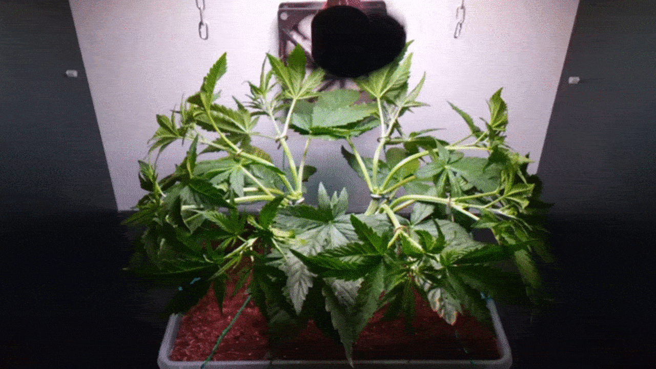Black_Jack_FV_32d.gif