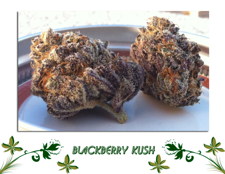 Blackberry Kush сорт