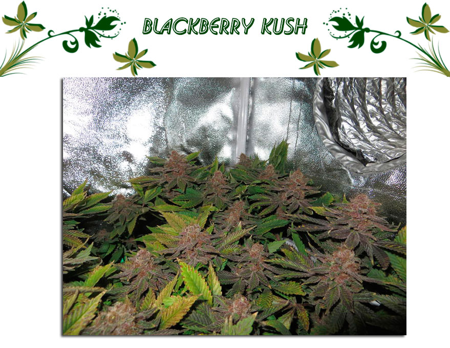 Blackberry Kush