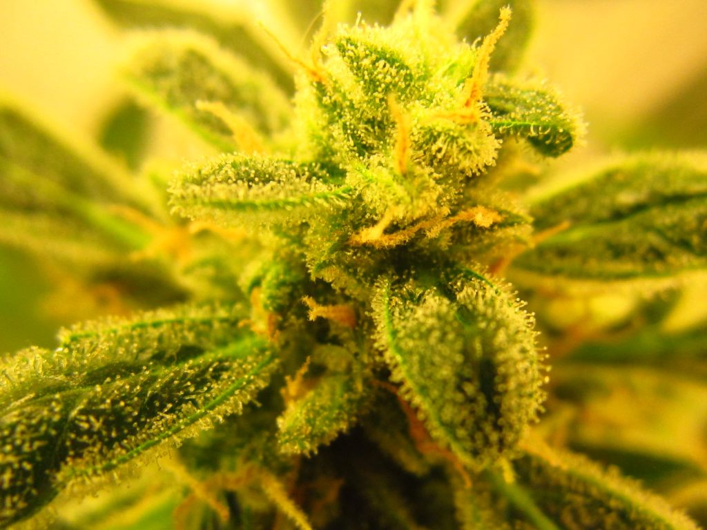 BlackJackAuto