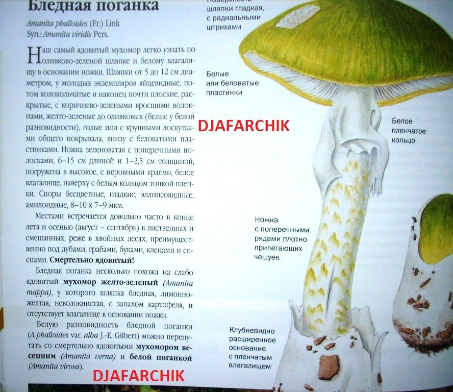 бледная поганка