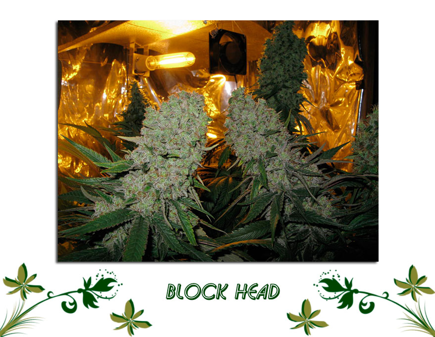 Block Head сорт