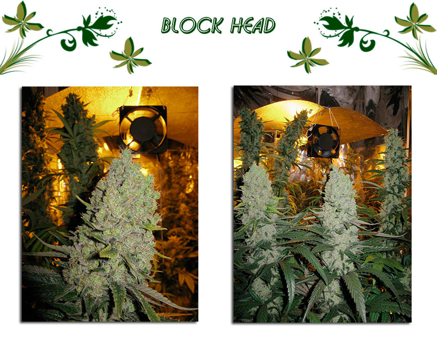 Block Head