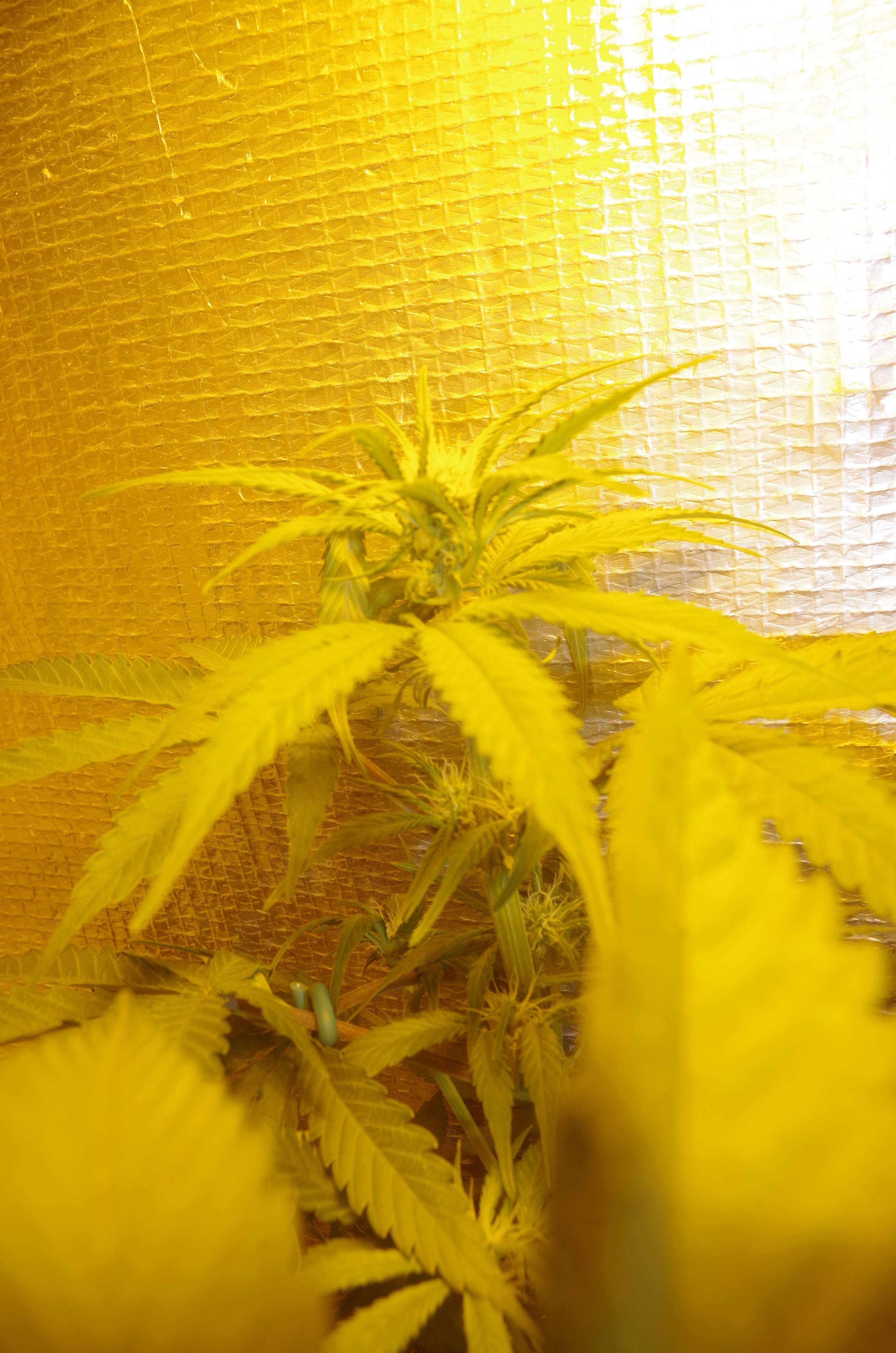 blubflower1