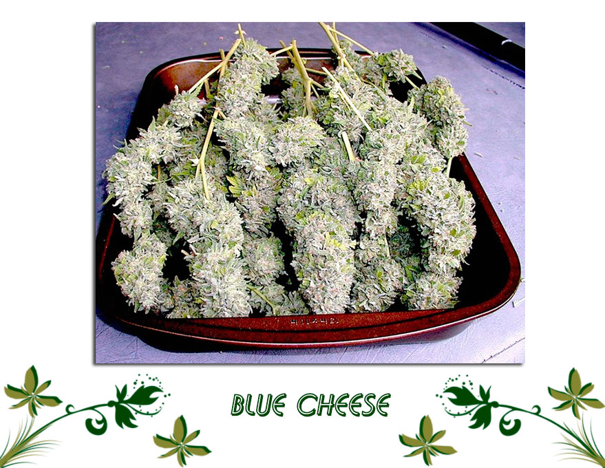 Blue Cheese сорт