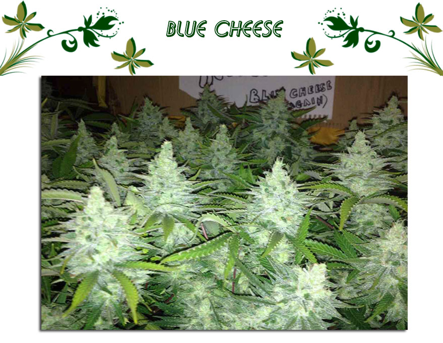 Blue Cheese