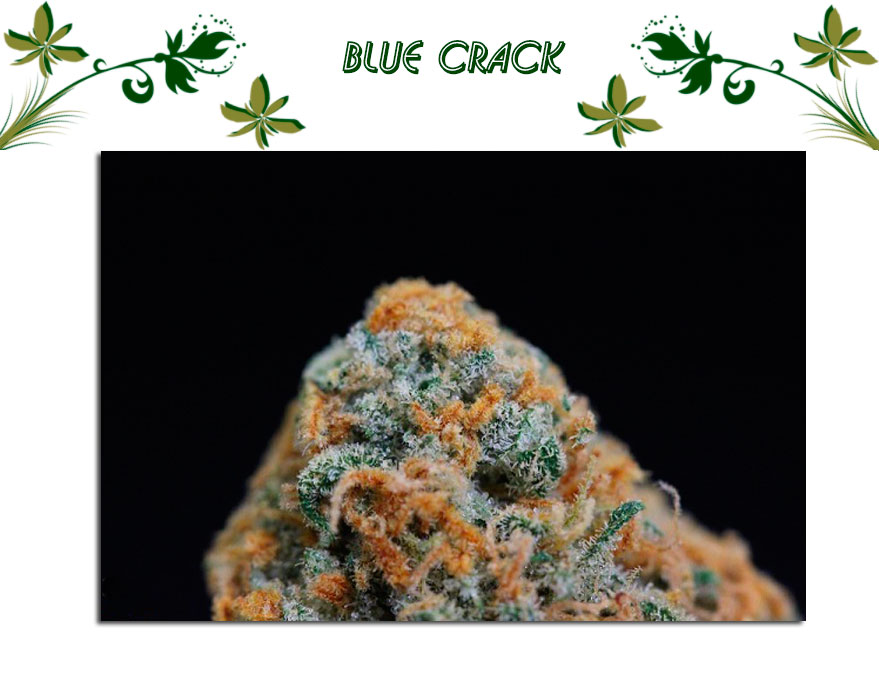 Blue Crack сорт
