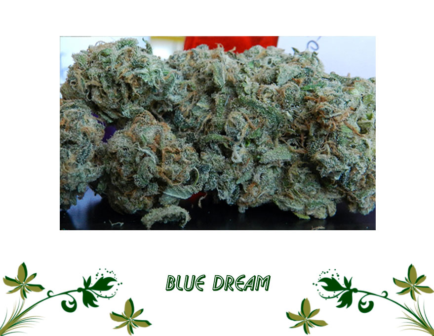 Blue Dream сорт