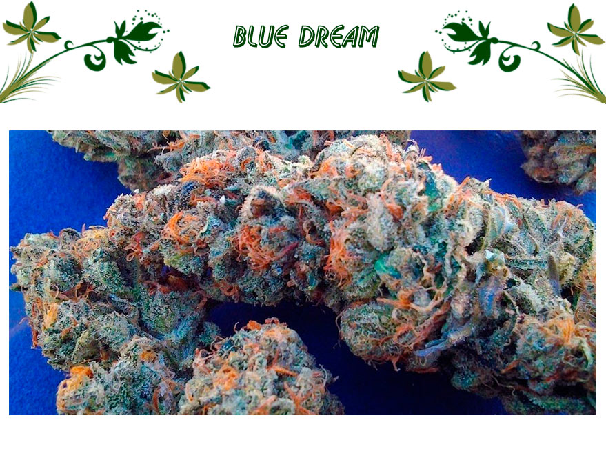 Blue Dream