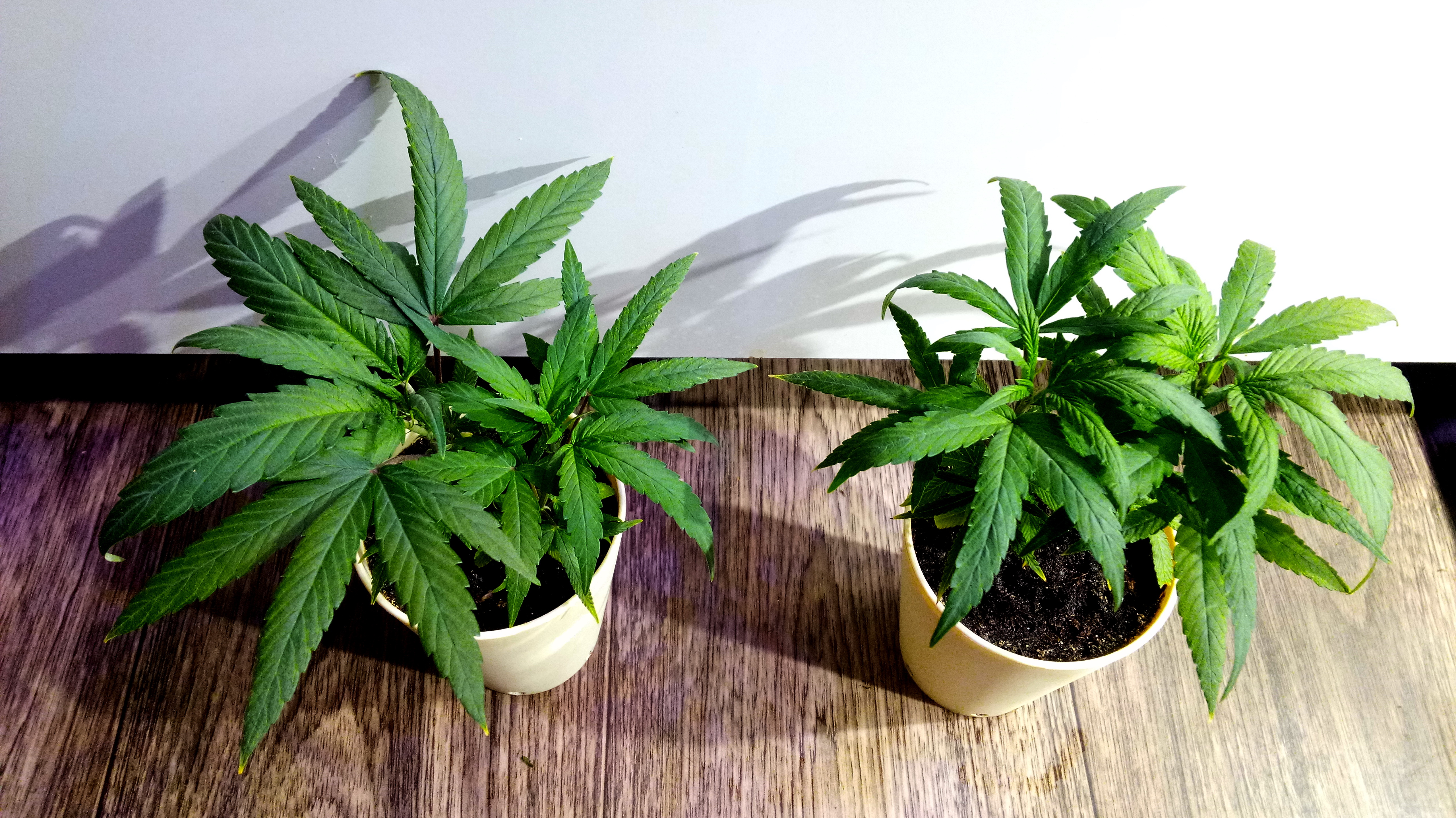Blue Dream