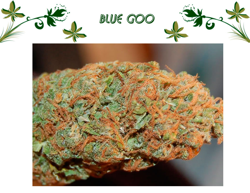 blue Goo