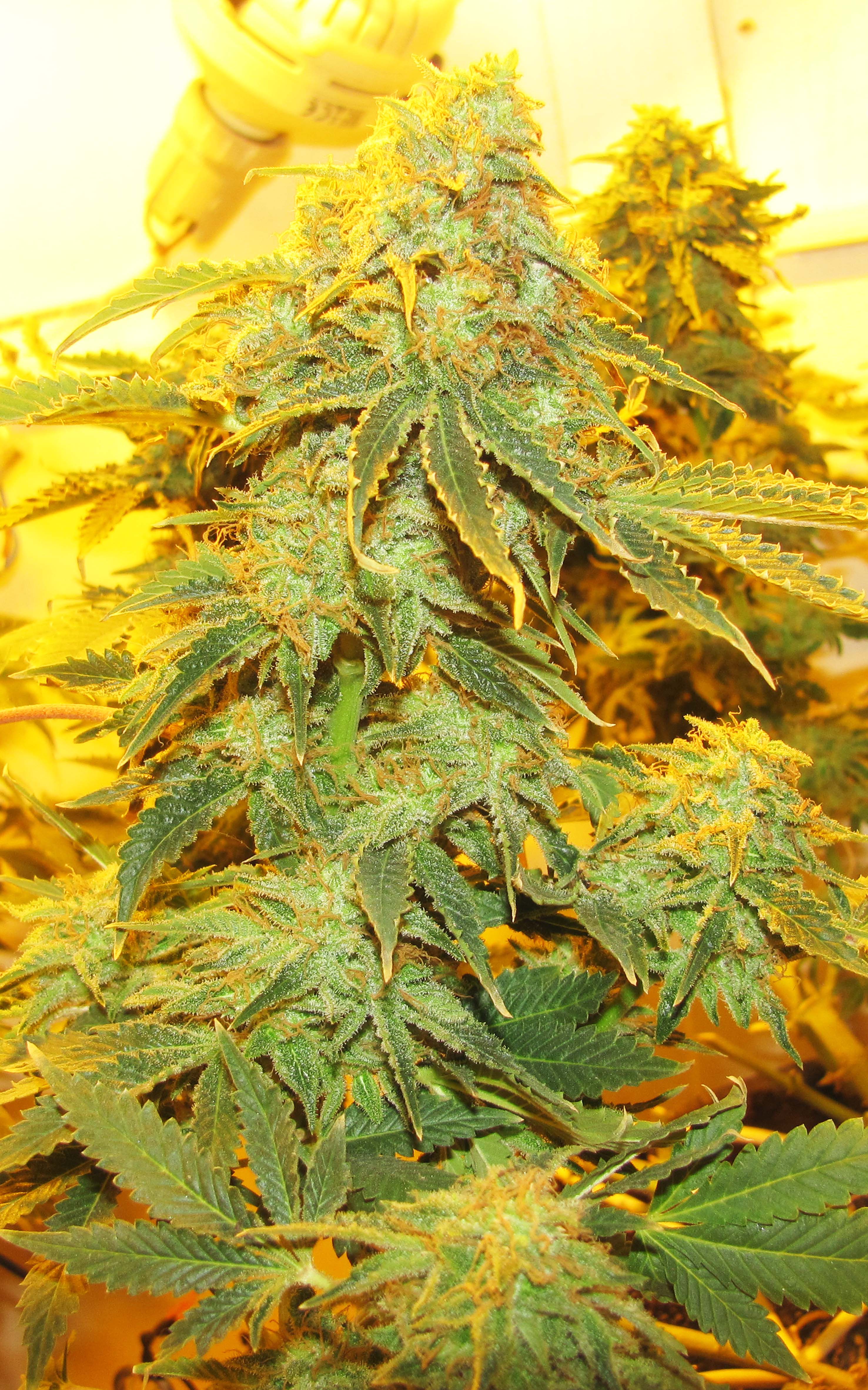 Blue Grapefruit