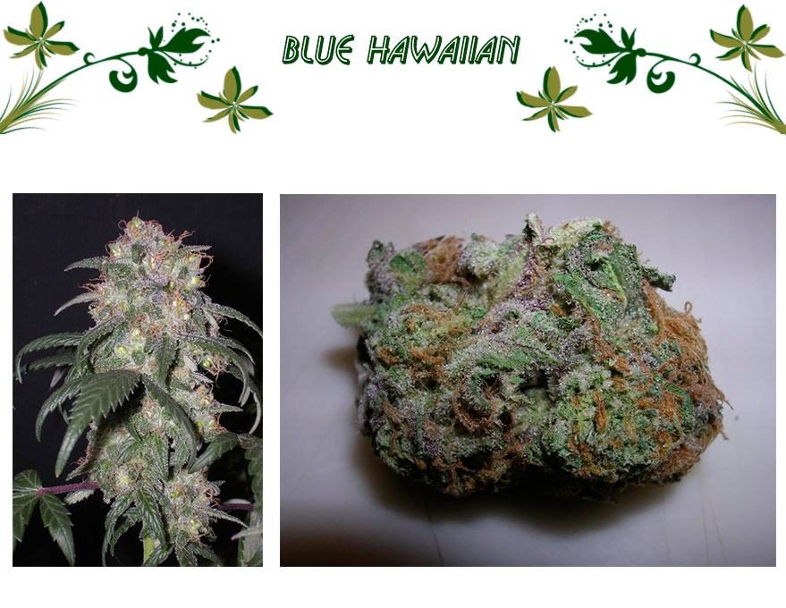 Blue Hawaiian
