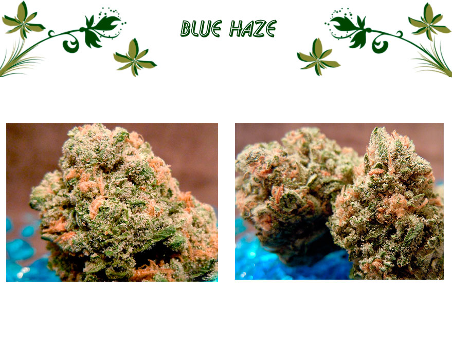 Blue Haze