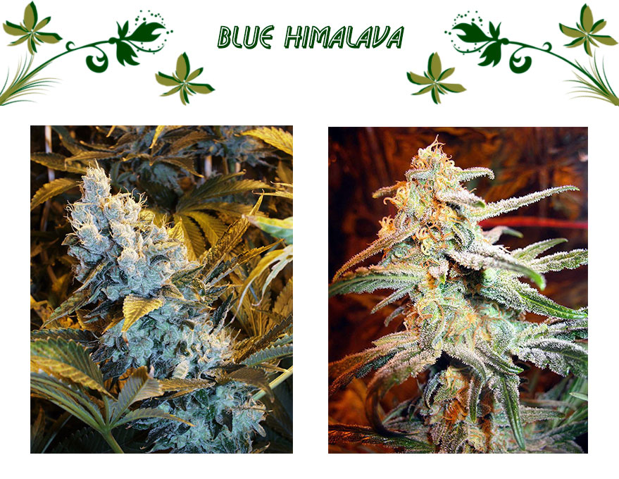 Blue Himalava