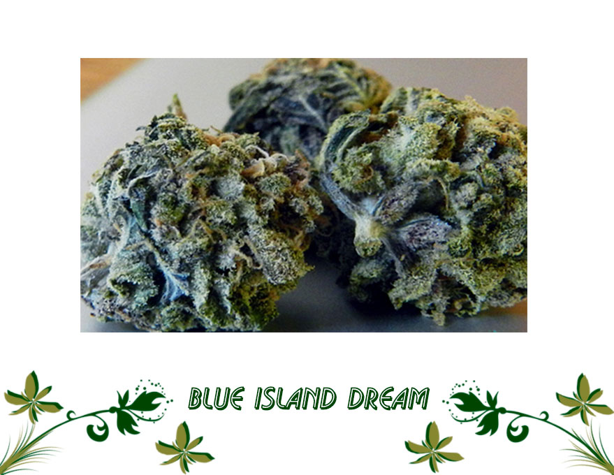Blue Island Dream сорт