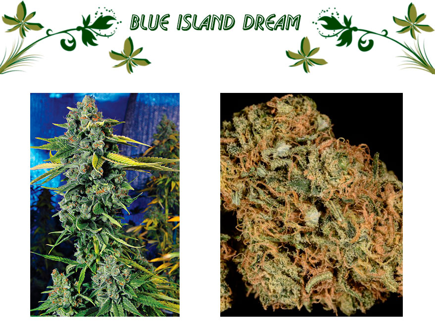 Blue Island Dream