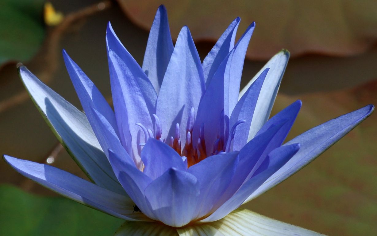 blue lotus dsc06099 A4 Ws