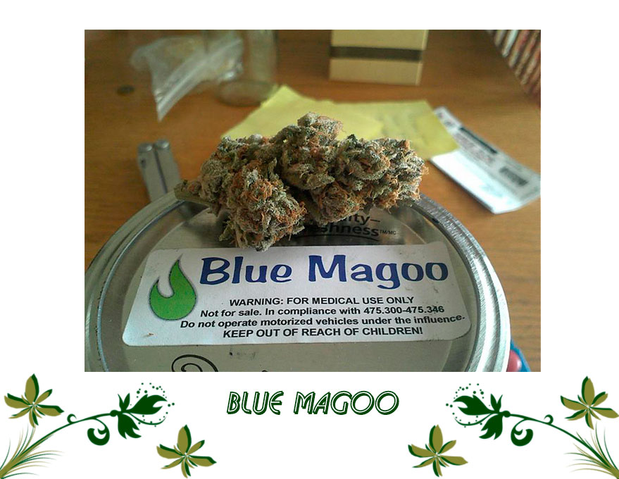 Blue Magoo сорт