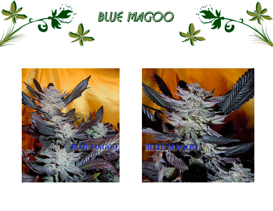 Blue Magoo