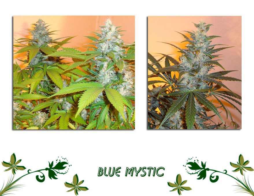 Blue Mystic сорт конопли