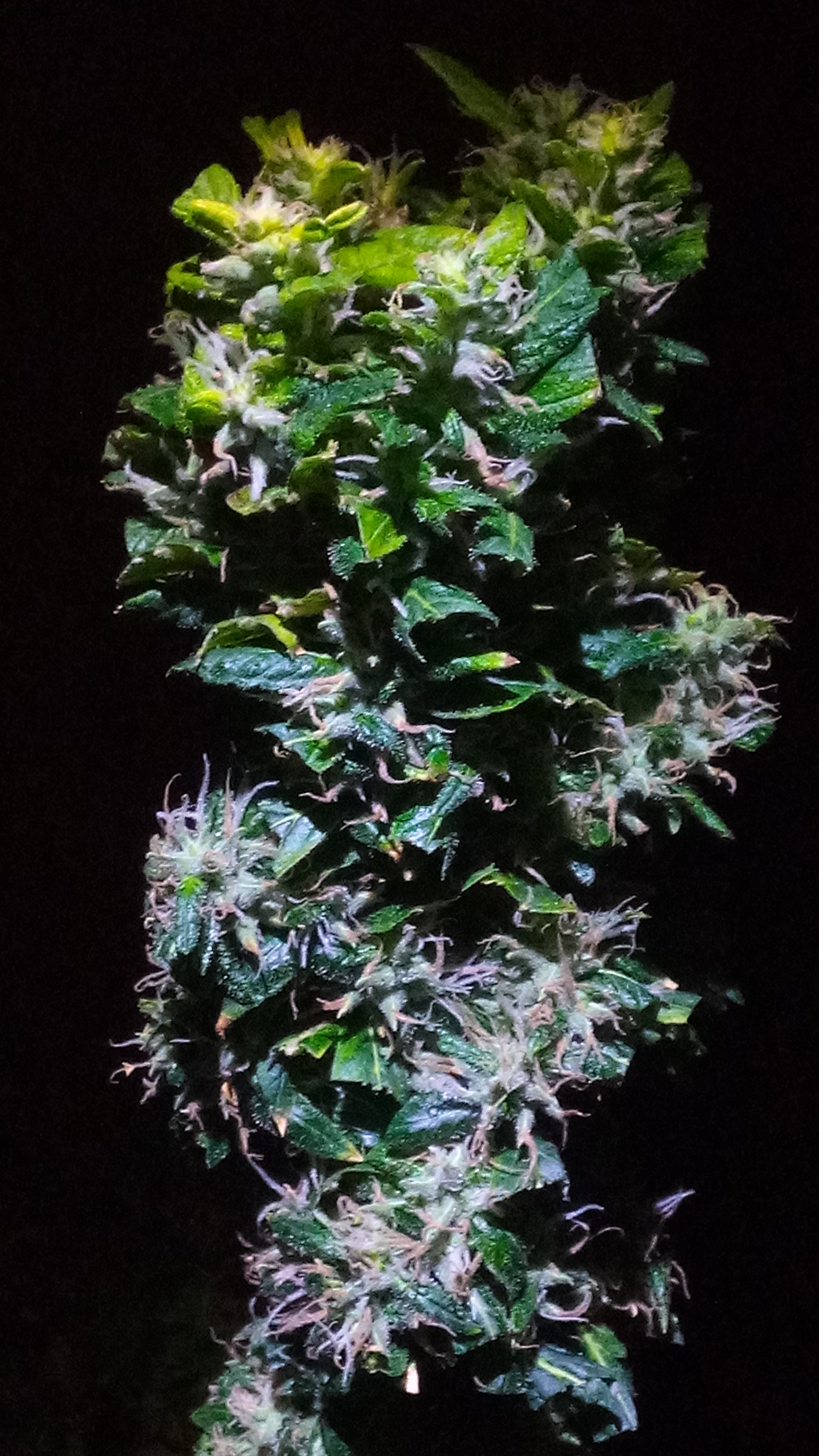Blue Mystic