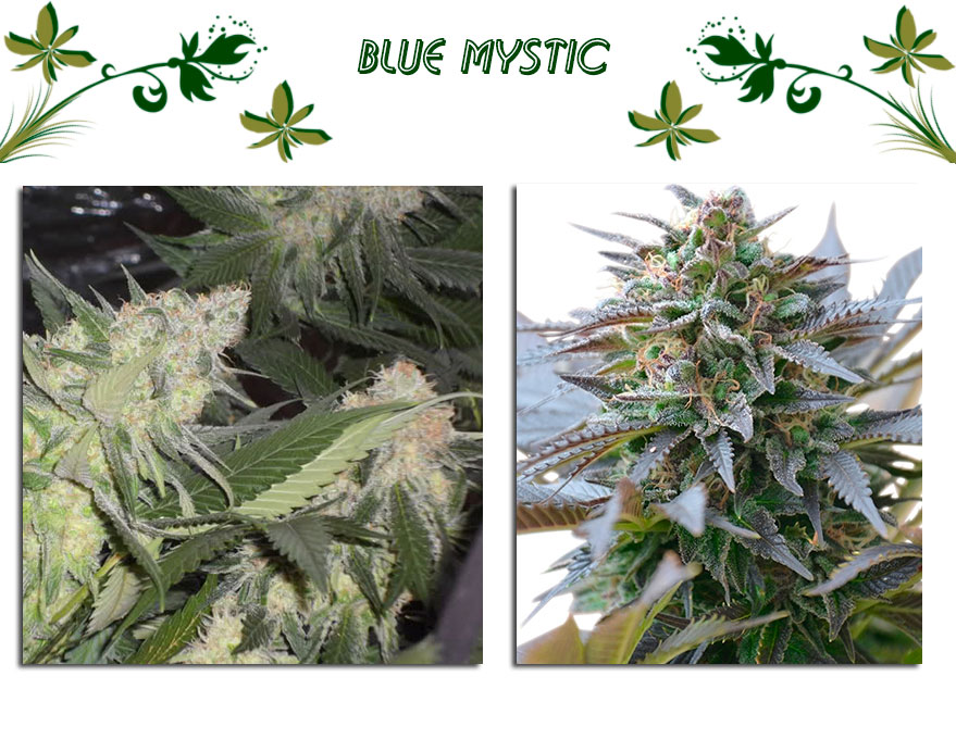 Blue Mystic