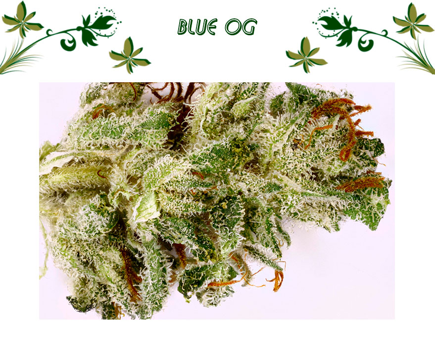 Blue OG